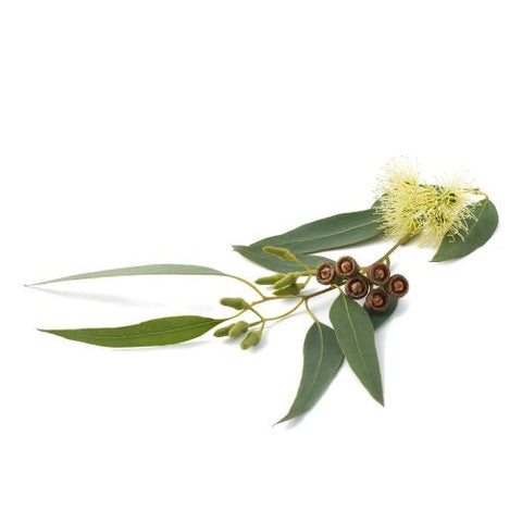 Organic Eucalyptus 100% Pure Essential Oil 10ml