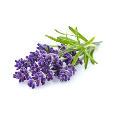 Organic Lavender 100% Pure Essential Oil 10ml